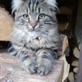 Picture of cat lost at Avilly Saint Leonard