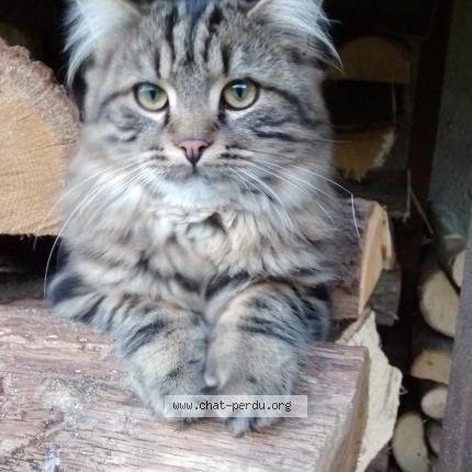 Photo 1/1 pilgrim Chat lost in Avilly saint leonard