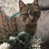 Picture of cat lost at Boussay