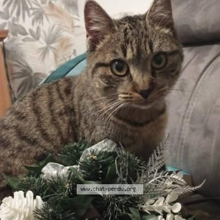 Photo 1/1 Umia Chat lost in Boussay