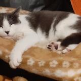 Picture of cat lost at Saint Seurin De Cursac