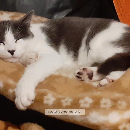 Photo 1/1 MICHA Chat lost in Saint seurin de cursac