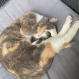 Picture of cat lost at Yport