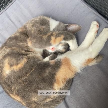 Photo 1/1 Shelby Chat lost in Yport