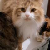 Picture of cat lost at Florange