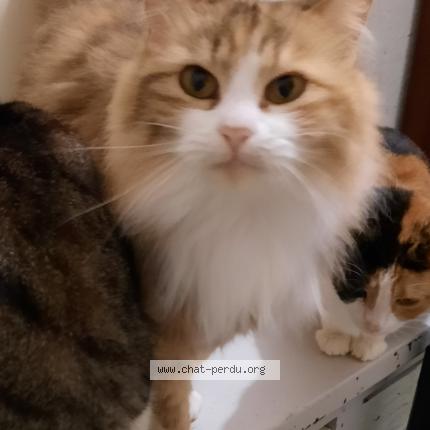 Photo 1/1 Lady Di Chat lost in Florange