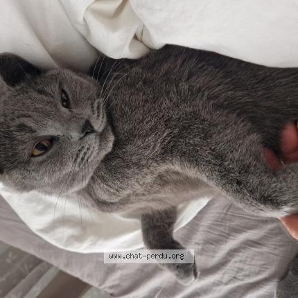 Photo 1/1 TYREX Chat lost in Zellik