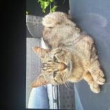 Picture of cat lost at Dugny