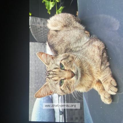 Photo 1/1 Zoom Chat lost in Dugny