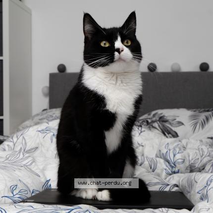 Foto van vermiste kat in Nossegem