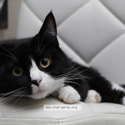 Foto 2/4 Kat teruggevonden Vermist in Nossegem