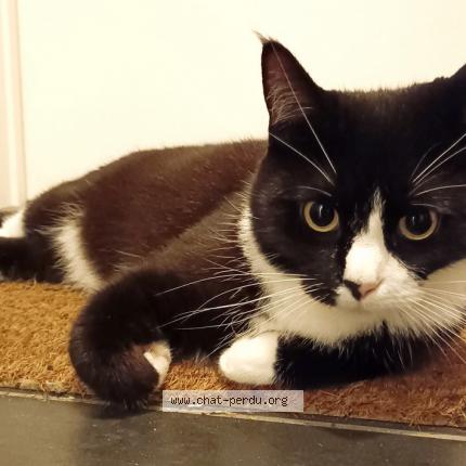 Foto 3/4 Kat teruggevonden Vermist in Nossegem