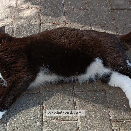 Foto 4/4 Kat teruggevonden Vermist in Nossegem
