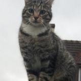 Picture of cat lost at Tournan En Brie