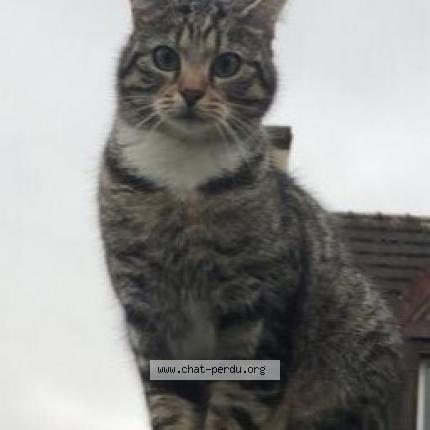 Photo 1/1 FILOU Chat lost in Tournan en brie