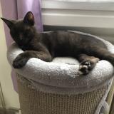 Picture of cat lost at Soisy Sous Montmorency