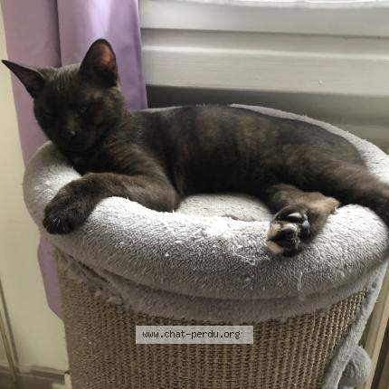 Photo 1/1 TOM Chat lost in Soisy sous montmorency