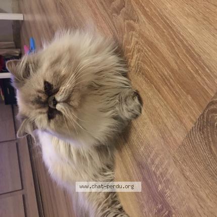 Foto 1/1 Kat teruggevonden Vermist in Orp Jauche