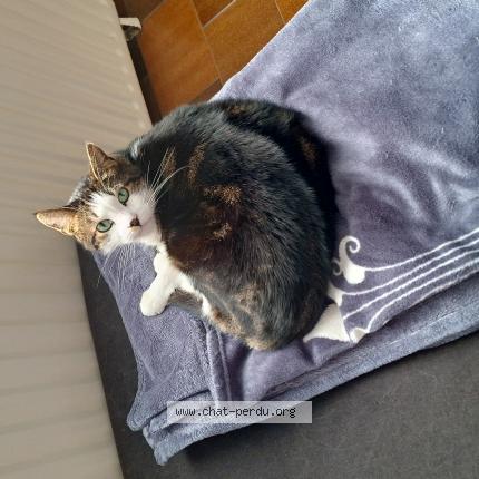 Foto van vermiste kat in Seraing