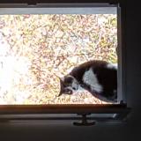 Picture of cat lost at St Thibery