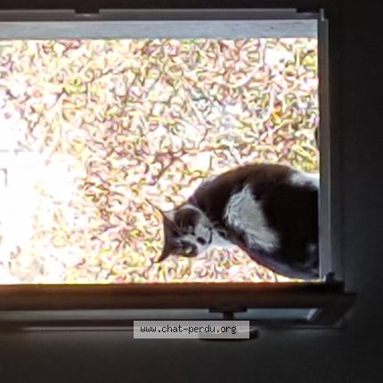 Photo 1/1 Sirius Chat lost in St thibery