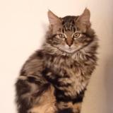 Picture of cat lost at Dammarie Les Lys