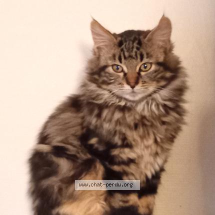 Photo 1/1 Trésor Chat lost in Dammarie les lys