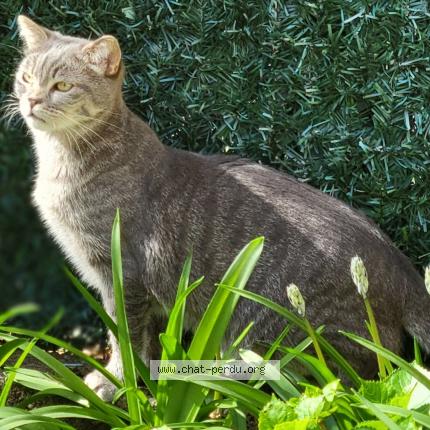 Photo 1/1 Sushi Chat lost in Jurancon