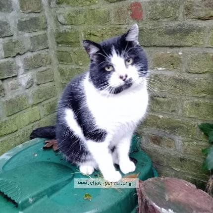 Photo 1/1 Found cat Found in Amiens