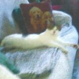 Picture of cat lost at Fouquieres Les Lens