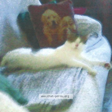 Photo 1/1 SIMBA Chat lost in Fouquieres les lens