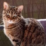 Picture of cat lost at Draveil