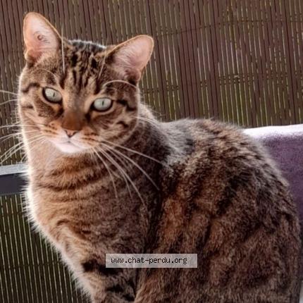 Photo 1/1 Yugi Chat lost in Draveil