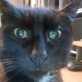 Picture of cat lost at Merpins