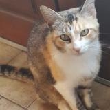 Picture of cat lost at Le Thoureil