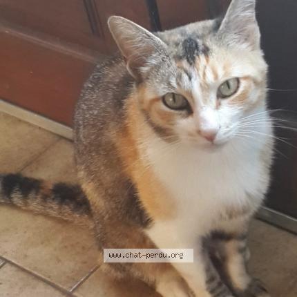 Photo 1/1 Poussinette Chat lost in Le thoureil