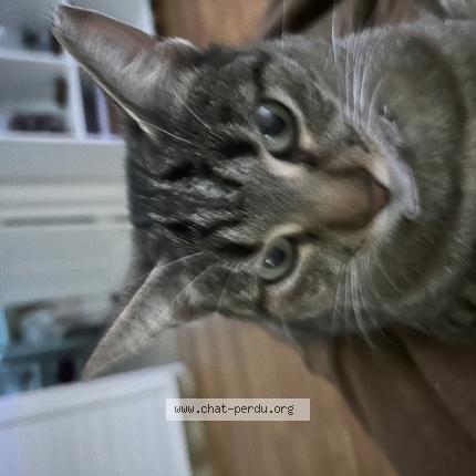 Photo 1/1 Kiko Chat lost in Vitry sur seine