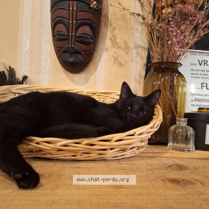 Foto van vermiste kat in Mouscron