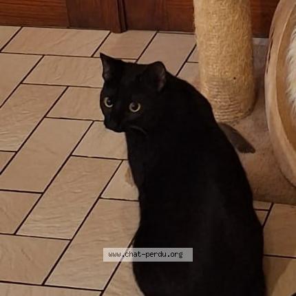 Foto 2/2 Kat teruggevonden Vermist in Mouscron