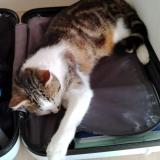 Picture of cat lost at Saint Malo