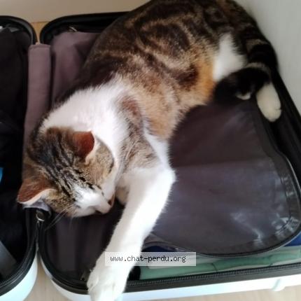 Photo 1/1 &Eacute;cho Chat lost in Saint malo