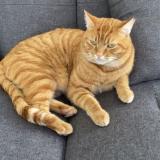 Picture of cat lost at Auterive