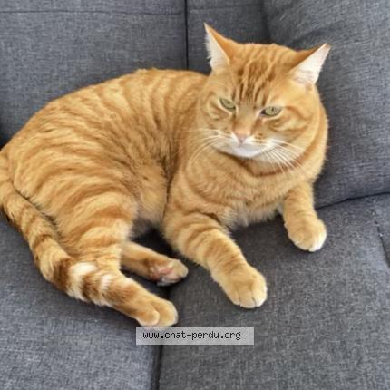 Photo 1/1 Taga Chat lost in Auterive