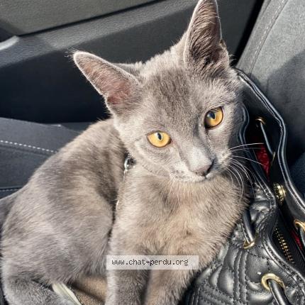 Photo 1/1 Cat reunited Lost in Groslay