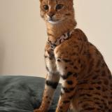 Picture of cat lost at La Turbie