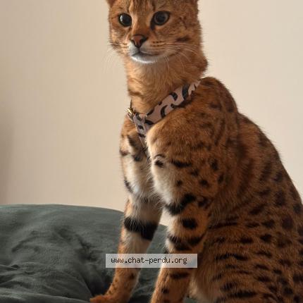 Photo 1/1 Akila Chat lost in La turbie