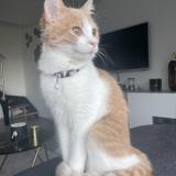 Picture of cat lost at Otterburn Park