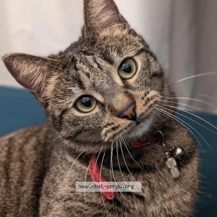 Photo 1/1 Skadi Chat lost in Echirolles