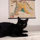 Picture of cat lost at Clichy