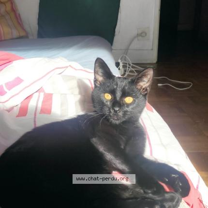 Photo 2/4 Mao Chat lost in Clichy